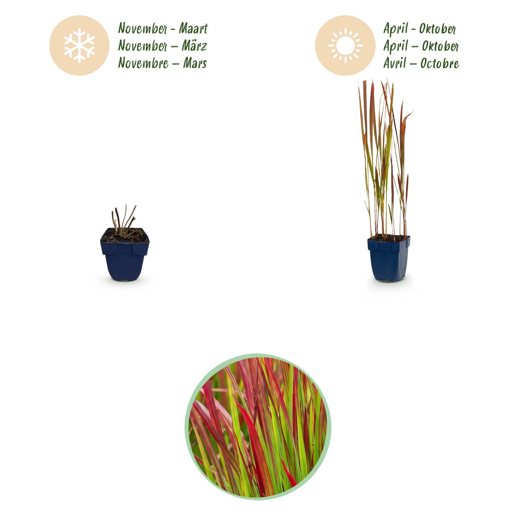 Herbe sanglante du Japon 'Red Baron' (Imperata cylindrica) - graminée au feuillage rouge - Pot 11 cm - Hauteur 25 cm - 12 plants - Plantes d'intérieur - Image 4