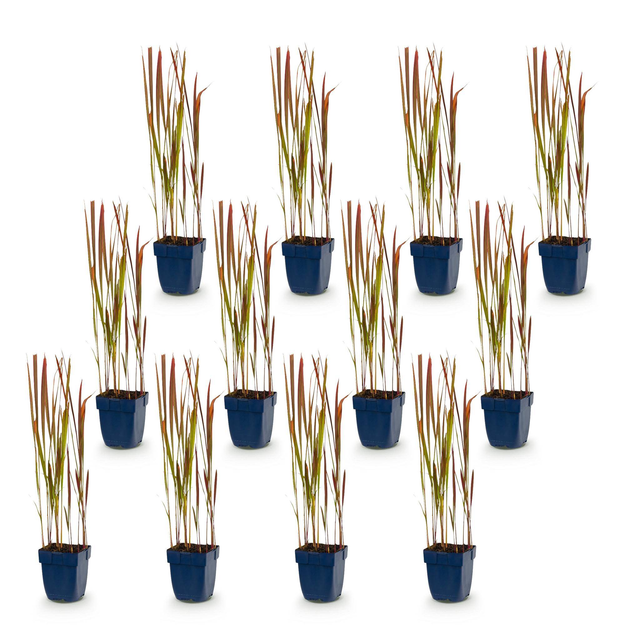 Herbe sanglante du Japon 'Red Baron' (Imperata cylindrica) - graminée au feuillage rouge - Pot 11 cm - Hauteur 25 cm - 12 plants - Plantes d'intérieur - Image 2