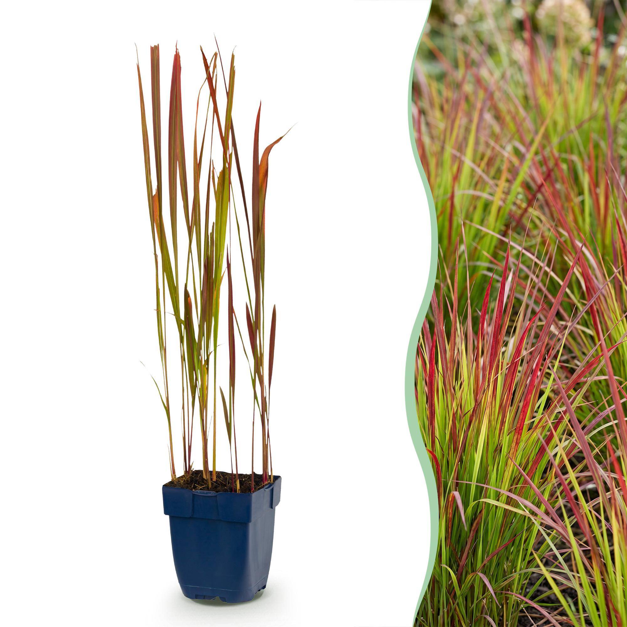 Herbe sanglante du Japon 'Red Baron' (Imperata cylindrica) - graminée au feuillage rouge - Pot 11 cm - Hauteur 25 cm - 12 plants - Plantes d'intérieur - Image 1