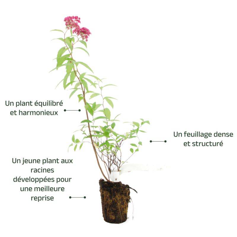Spirée japonaise 'Anthony Waterer' (Spiraea japonica 'Anthony Waterer') - Godet - Taille 10/15cm - Pépinières Naudet - Image 3