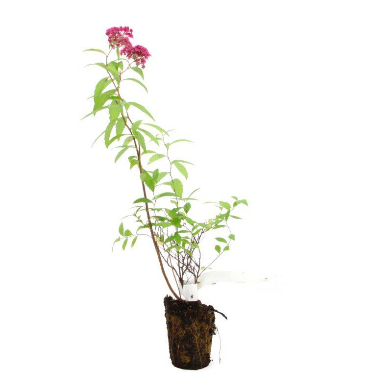 Spirée japonaise 'Anthony Waterer' (Spiraea japonica 'Anthony Waterer') - Godet - Taille 10/15cm - Pépinières Naudet - Image 2