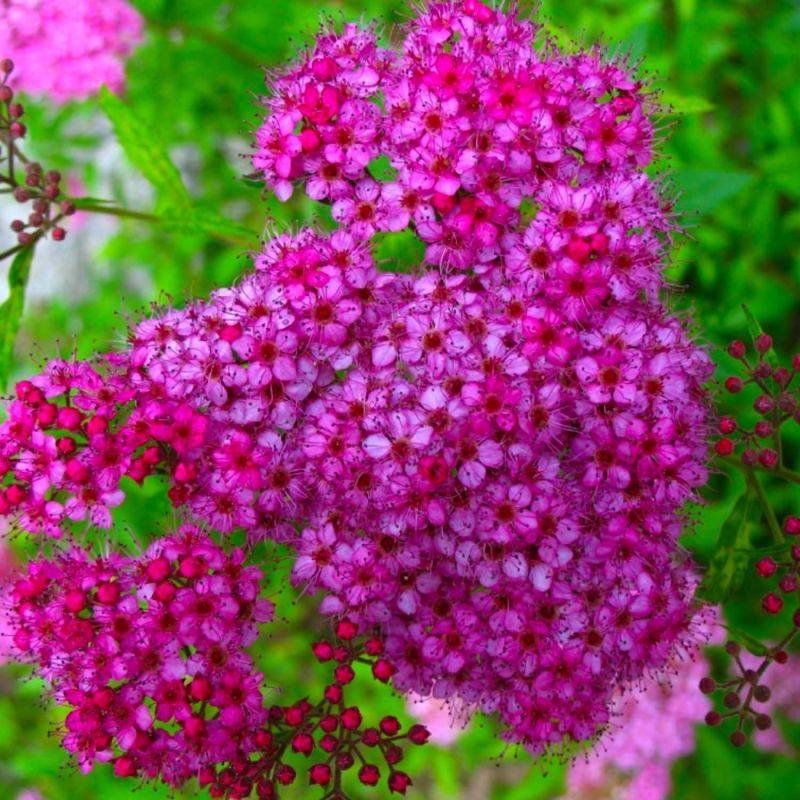 Spirée japonaise 'Anthony Waterer' (Spiraea japonica 'Anthony Waterer') - Godet - Taille 10/15cm - Pépinières Naudet - Image 1