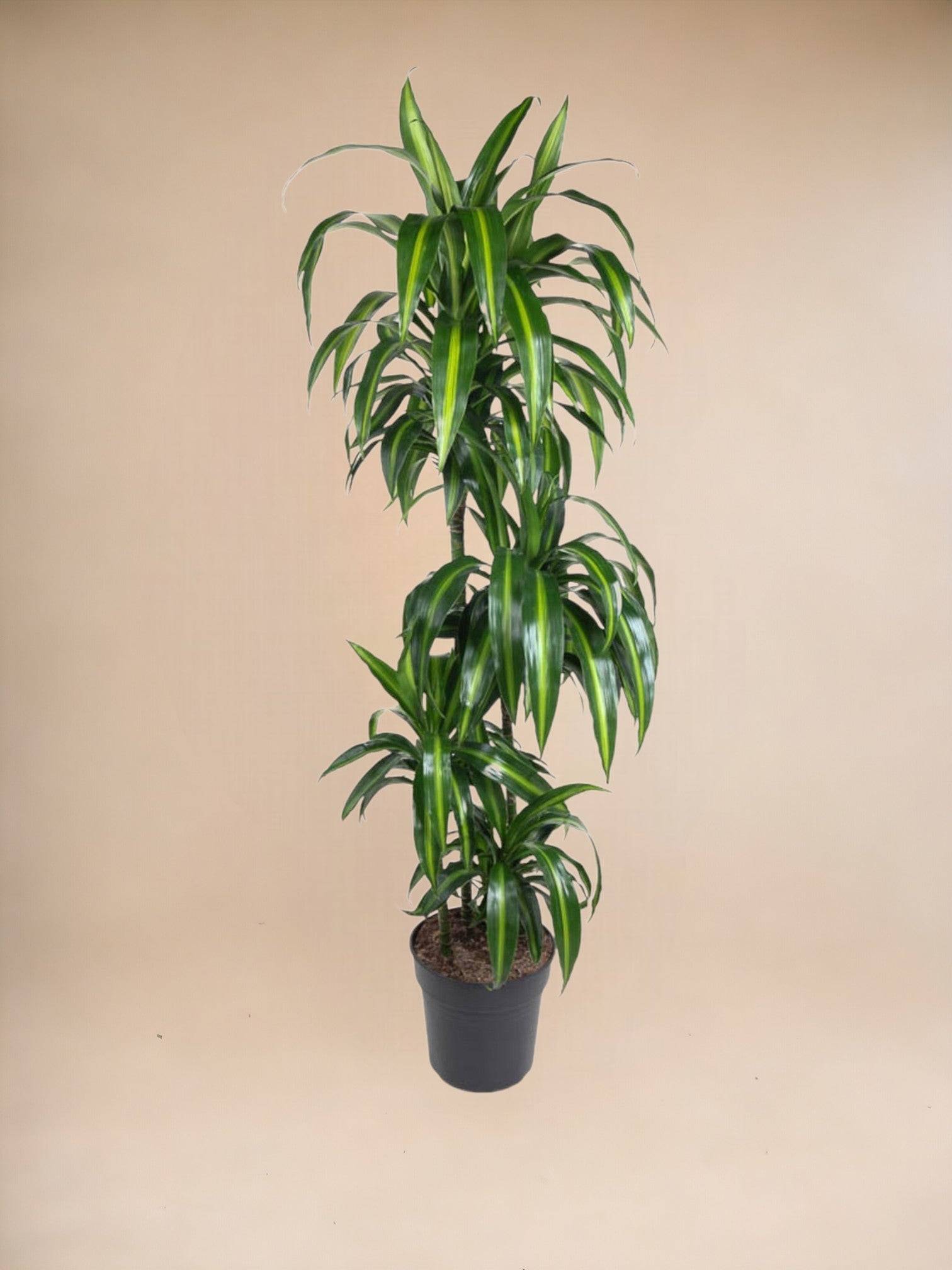 La Green Touch - Dracaena Hawaiiana 140cm - Plante d'intérieur- La Green Touch - Image 2