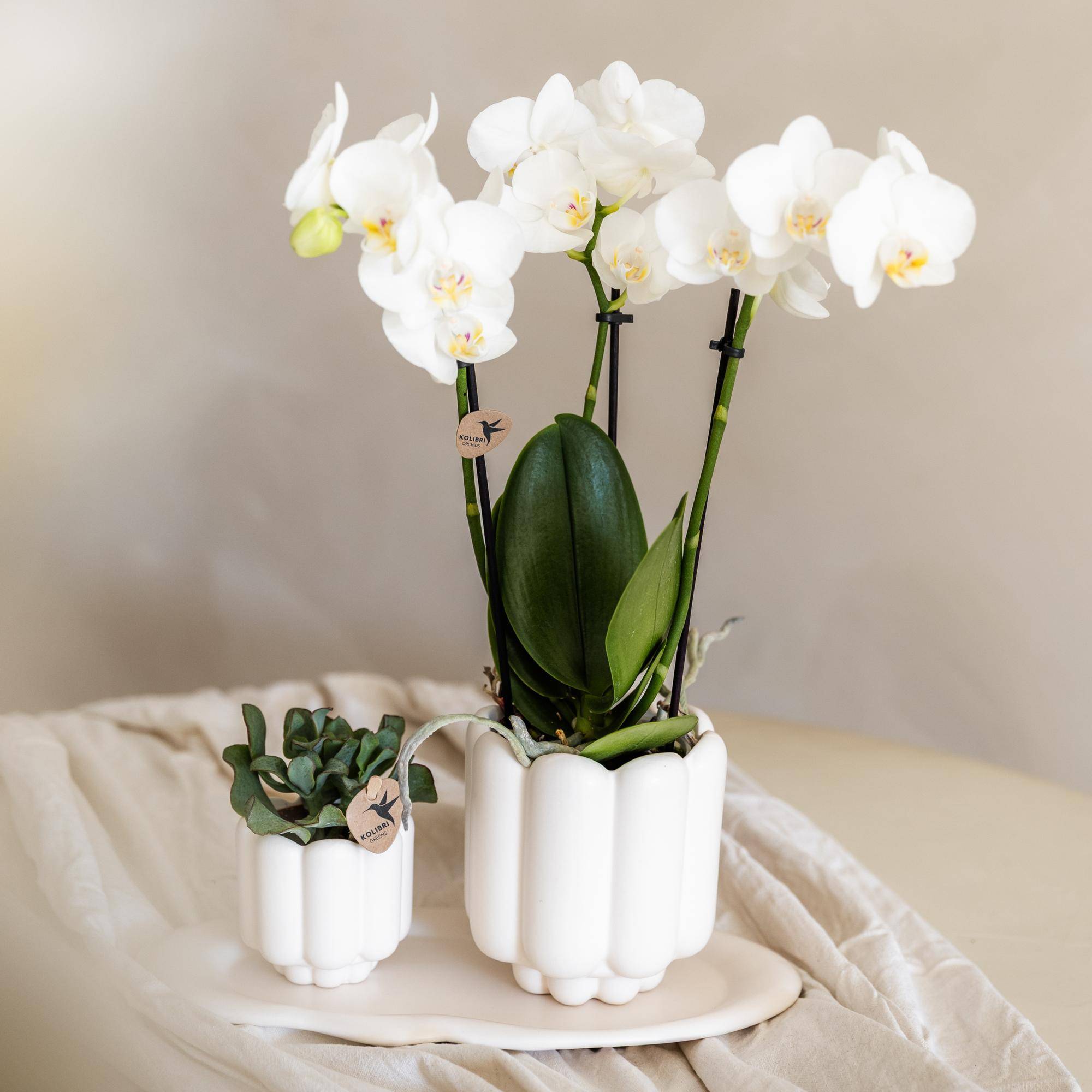 Orchidée Phalaenopsis blanche - Pot de 9cm - Sans cache-pot - Plantes d'intérieur - Image 4