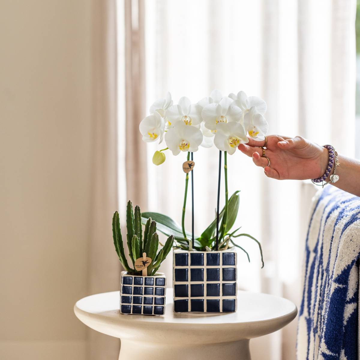 Orchidée Phalaenopsis blanche - Pot de 9cm - Sans cache-pot - Plantes d'intérieur - Image 5