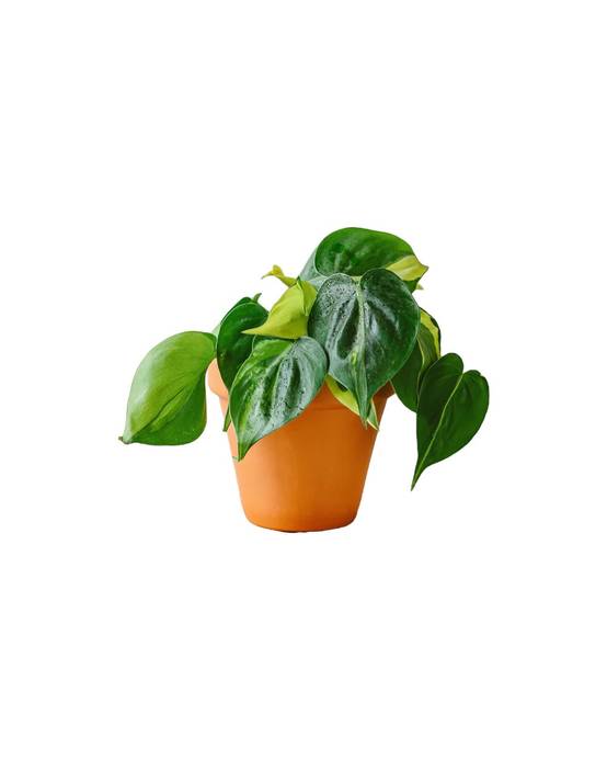 Philodendron Brazil 20cm - Plante d'intérieur- La Green Touch - Image 1