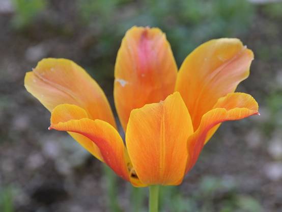 Promesse de Fleurs - Tulipe Fleur de Lis Ballerina Bulbe calibre 11/12 (par 10) - Image 1