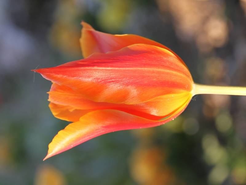 Promesse de Fleurs - Tulipe Fleur de Lis Ballerina Bulbe calibre 11/12 (par 10) - Image 2