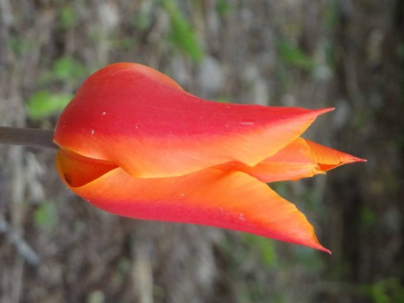 Promesse de Fleurs - Tulipe Fleur de Lis Ballerina Bulbe calibre 11/12 (par 10) - Image 3