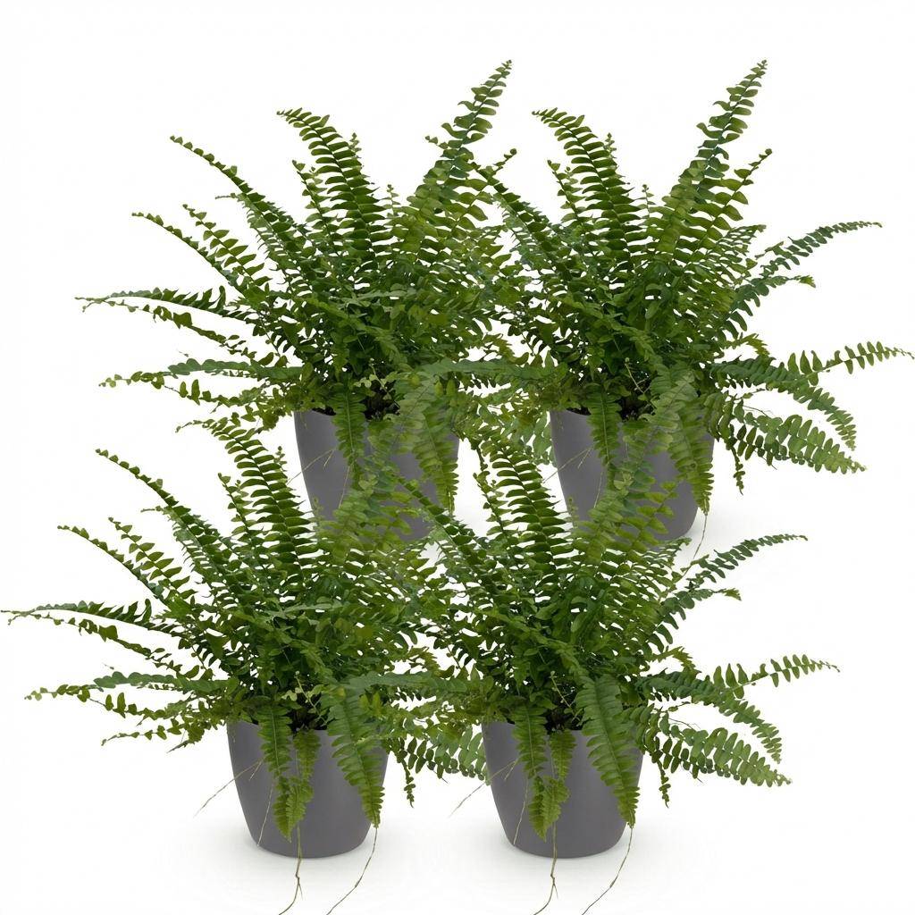 Nephrolepsis exaltata Green Lady - Pet-friendly - Pot de 12cm - Hauteur 25-30cm - 4 plantes - Gris - Plantes d'intérieur - Image 2
