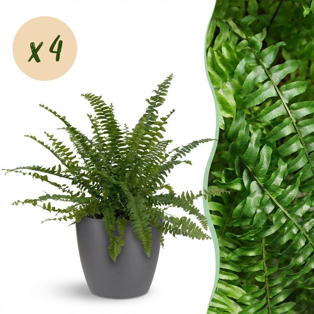 Nephrolepsis exaltata Green Lady - Pet-friendly - Pot de 12cm - Hauteur 25-30cm - 4 plantes - Gris - Plantes d'intérieur - Image 1