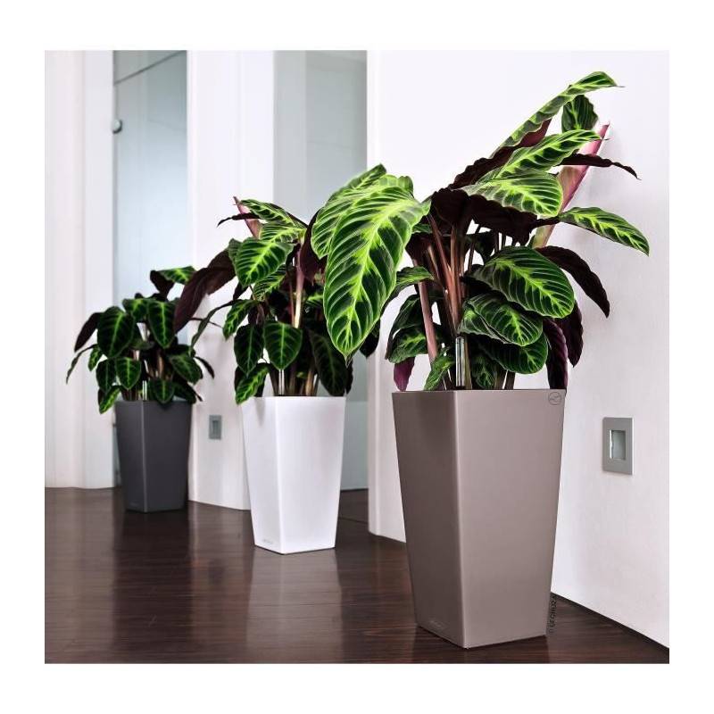 Lechuza - Pot De Fleur Lechuza Cubico Color 40 - Kit Complet, Muscade - Image 5