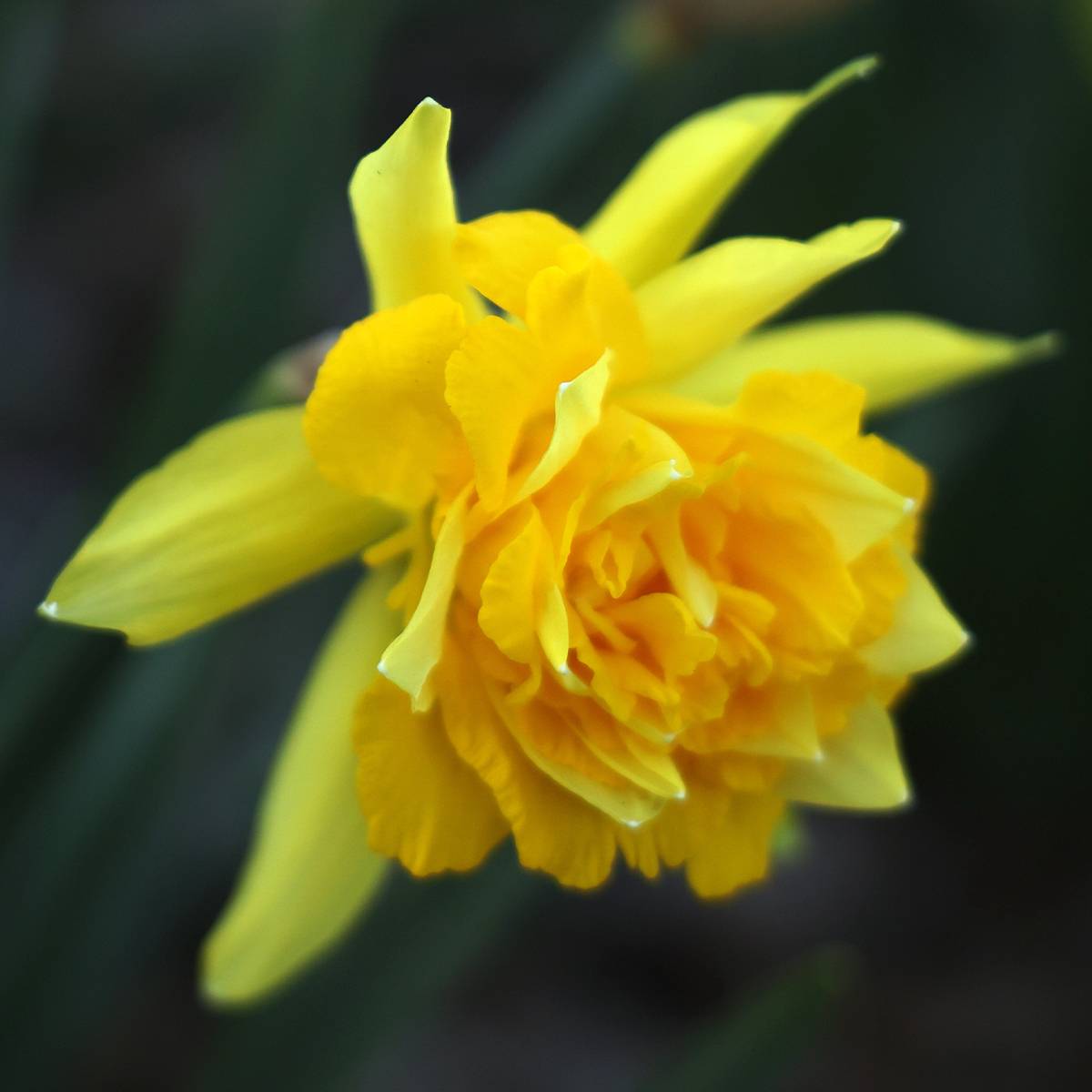 Promesse de Fleurs - Narcisse odorus Campernelle Bulbe calibre 10+ (par 10)