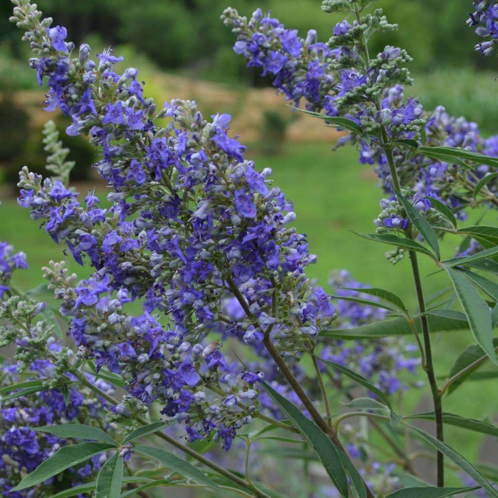 Promesse de Fleurs - Vitex agnus-castus Delta Blues - Gattilier Pot de 3L/4L - Image 1