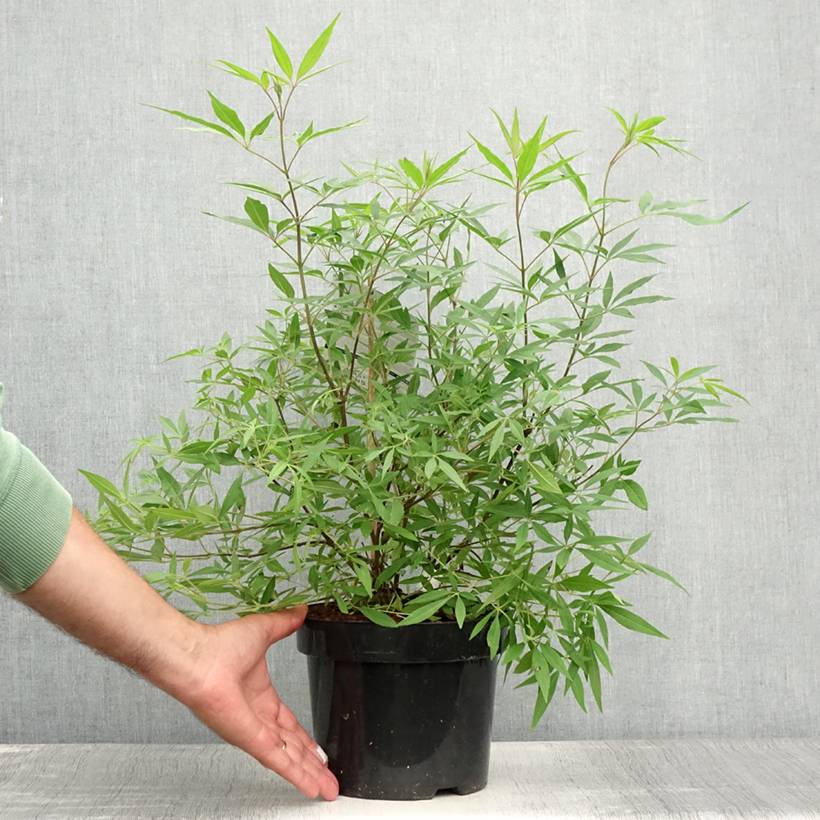 Promesse de Fleurs - Vitex agnus-castus Delta Blues - Gattilier Pot de 3L/4L - Image 2