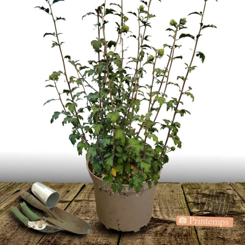 Hibiscus Eruption® 'Mineru', Althéa à fleurs Rose - feuillage Caduc - Pot de 10L - 80/120 cm-  hauteur à maturité De 1,50 m à 2,00 m - Image 4