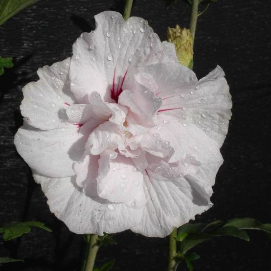 Hibiscus Eruption® 'Mineru', Althéa à fleurs Rose - feuillage Caduc - Pot de 10L - 80/120 cm- hauteur à maturité De 1,50 m à 2,00 m - Image 1