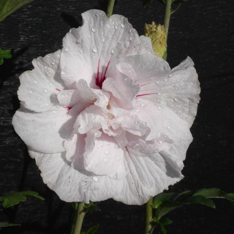 Hibiscus Eruption® 'Mineru', Althéa à fleurs Rose - feuillage Caduc - Pot de 10L - 80/120 cm-  hauteur à maturité De 1,50 m à 2,00 m - Image 1
