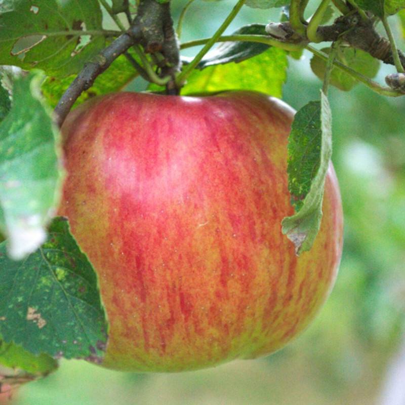 Pommier Rubinette® - Bon rendement - Pot de 10L - Gobelet 2 ans - 120/150 cm - De 3,00 m à 5,00 m - Image 4