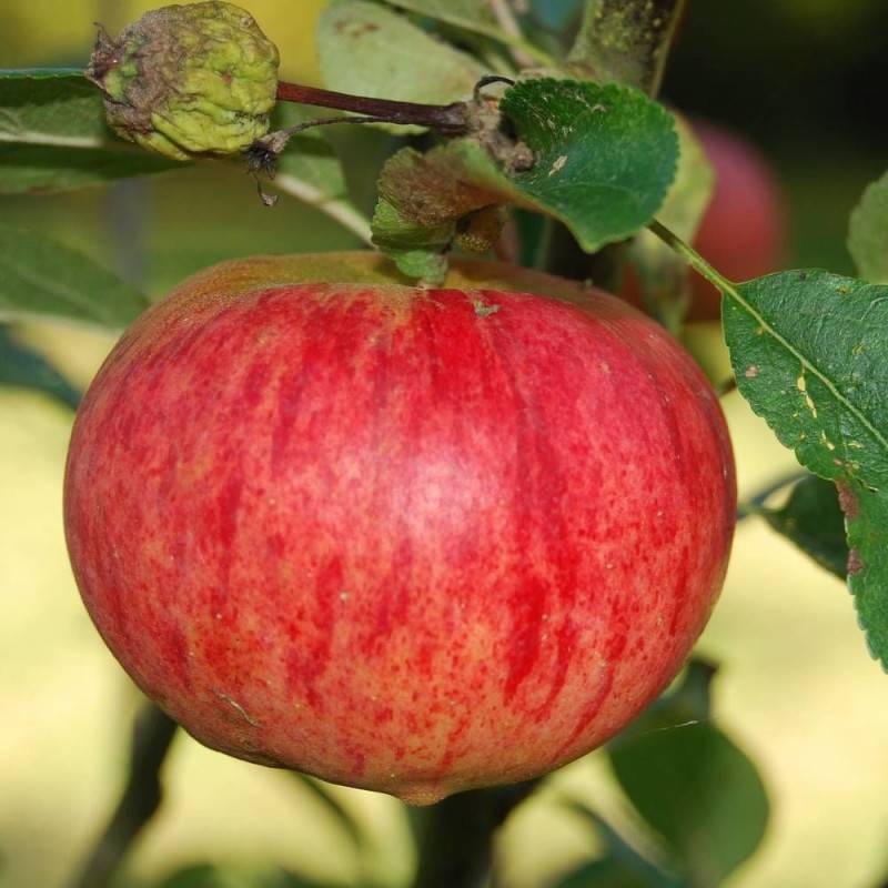 Pommier Rubinette® - Bon rendement - Pot de 10L - Gobelet 2 ans - 120/150 cm - De 3,00 m à 5,00 m - Image 7