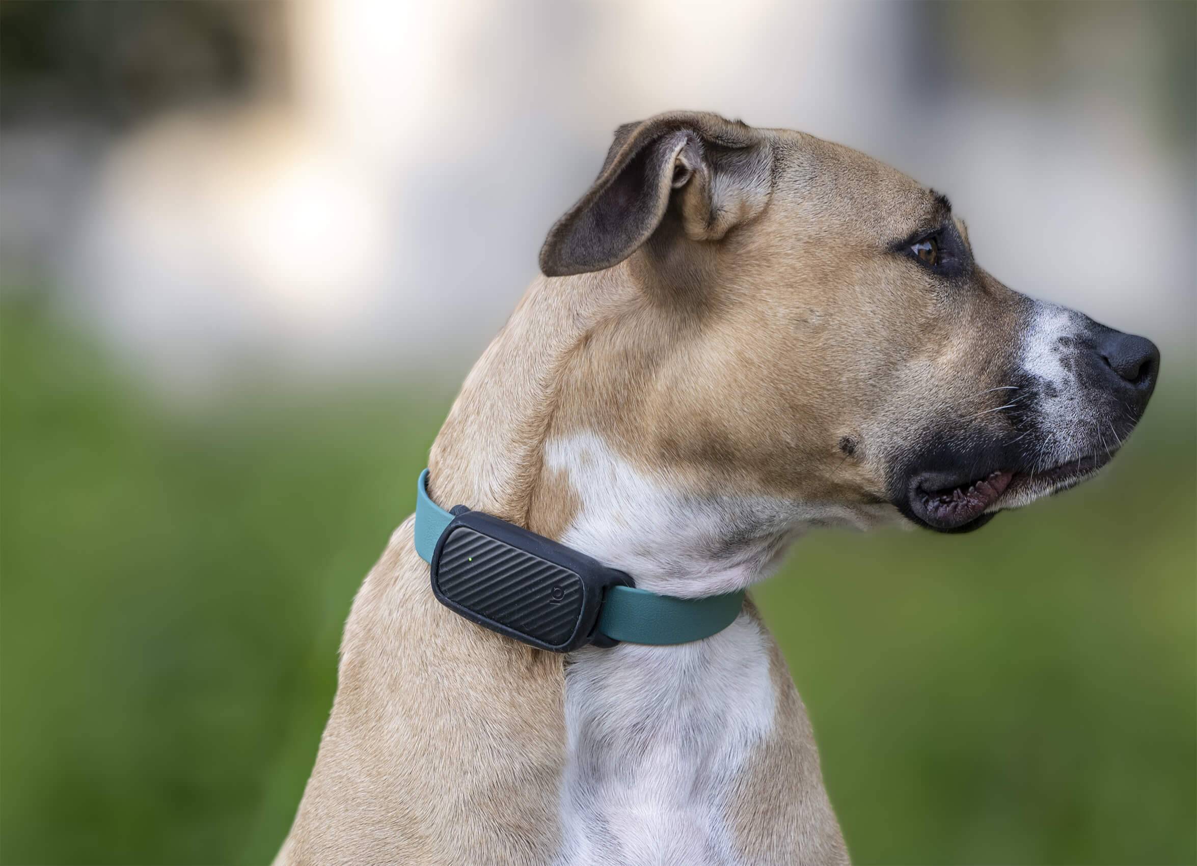 Collier GPS pour chien sans abonnement - Noir / Charbon / Sans Smartdock - Image 2