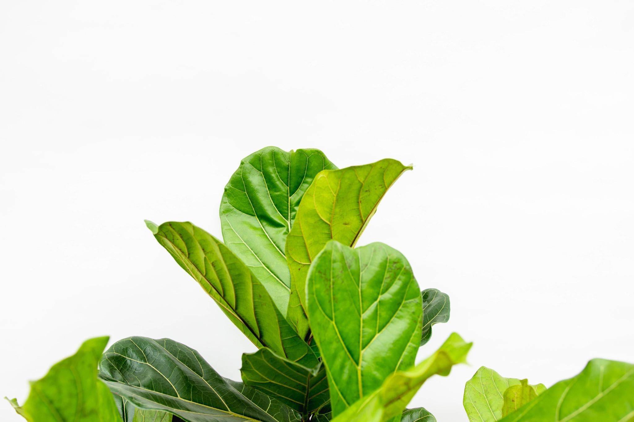 La Green Touch - Ficus Lyrata Ramifié Xxl - D50 H200cm - Image 5