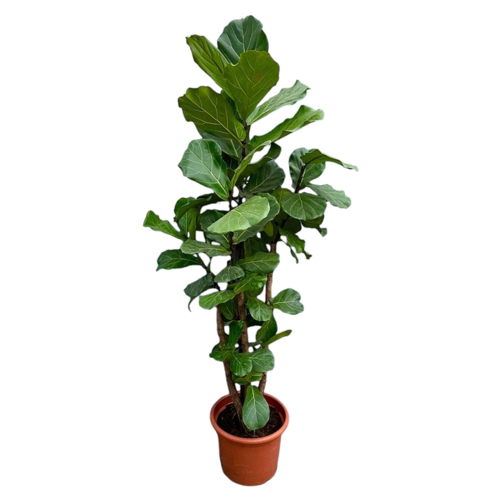 La Green Touch - Ficus Lyrata Ramifié Xxl - D50 H200cm - Image 1