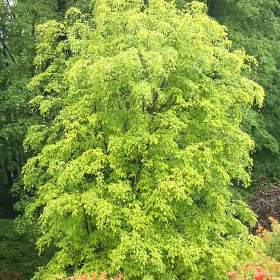 Fagus sylvatica Rohan Gold - Hêtre commun doré Pot de 4L/5L