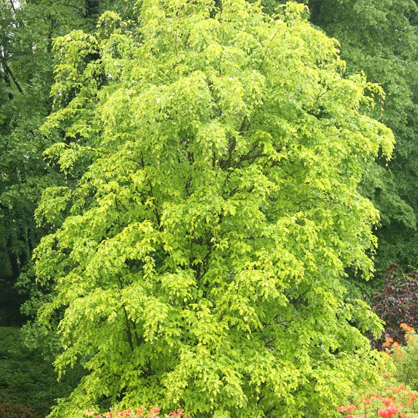 Fagus sylvatica Rohan Gold - Hêtre commun doré Pot de 4L/5L