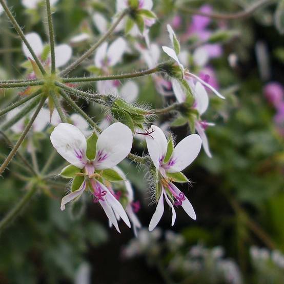 Pélargonium odorant tomentosum - pélargonium à odeur de menthe - pélargonium tomenteux Godet de 7/8 cm