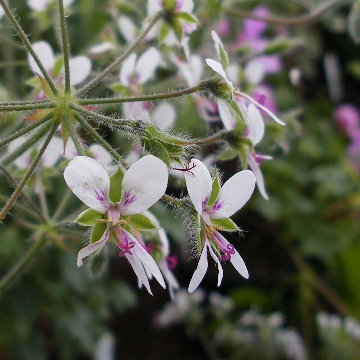 Pélargonium odorant tomentosum - pélargonium à odeur de menthe - pélargonium tomenteux Godet de 7/8 cm