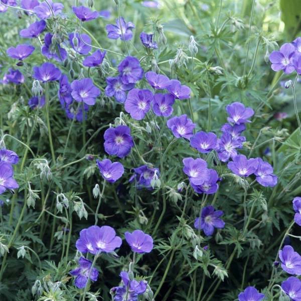 Promesse de Fleurs - Géranium vivace Orion Pot de 2L/3L