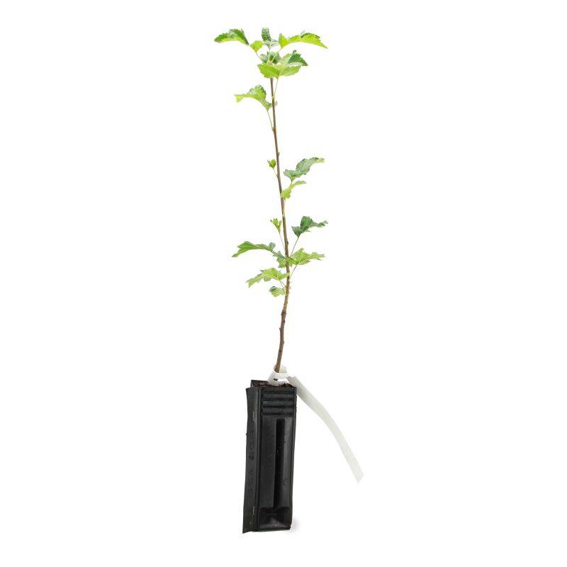Alisier torminal (Sorbus torminalis) - Godet - Taille 20/40cm - Pépinières Naudet - Image 3