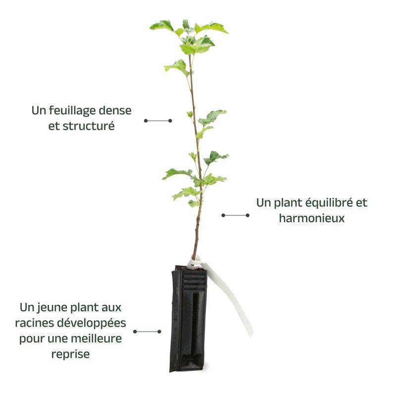 Alisier torminal (Sorbus torminalis) - Godet - Taille 20/40cm - Pépinières Naudet - Image 4