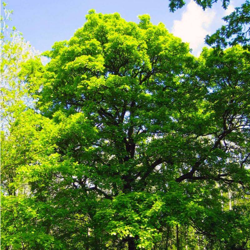 Alisier torminal (Sorbus torminalis) - Godet - Taille 20/40cm - Pépinières Naudet - Image 1