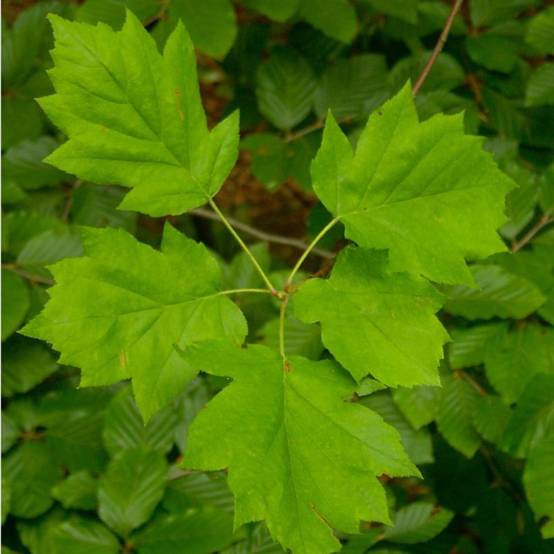 Alisier torminal (Sorbus torminalis) - Godet - Taille 20/40cm - Pépinières Naudet - Image 2
