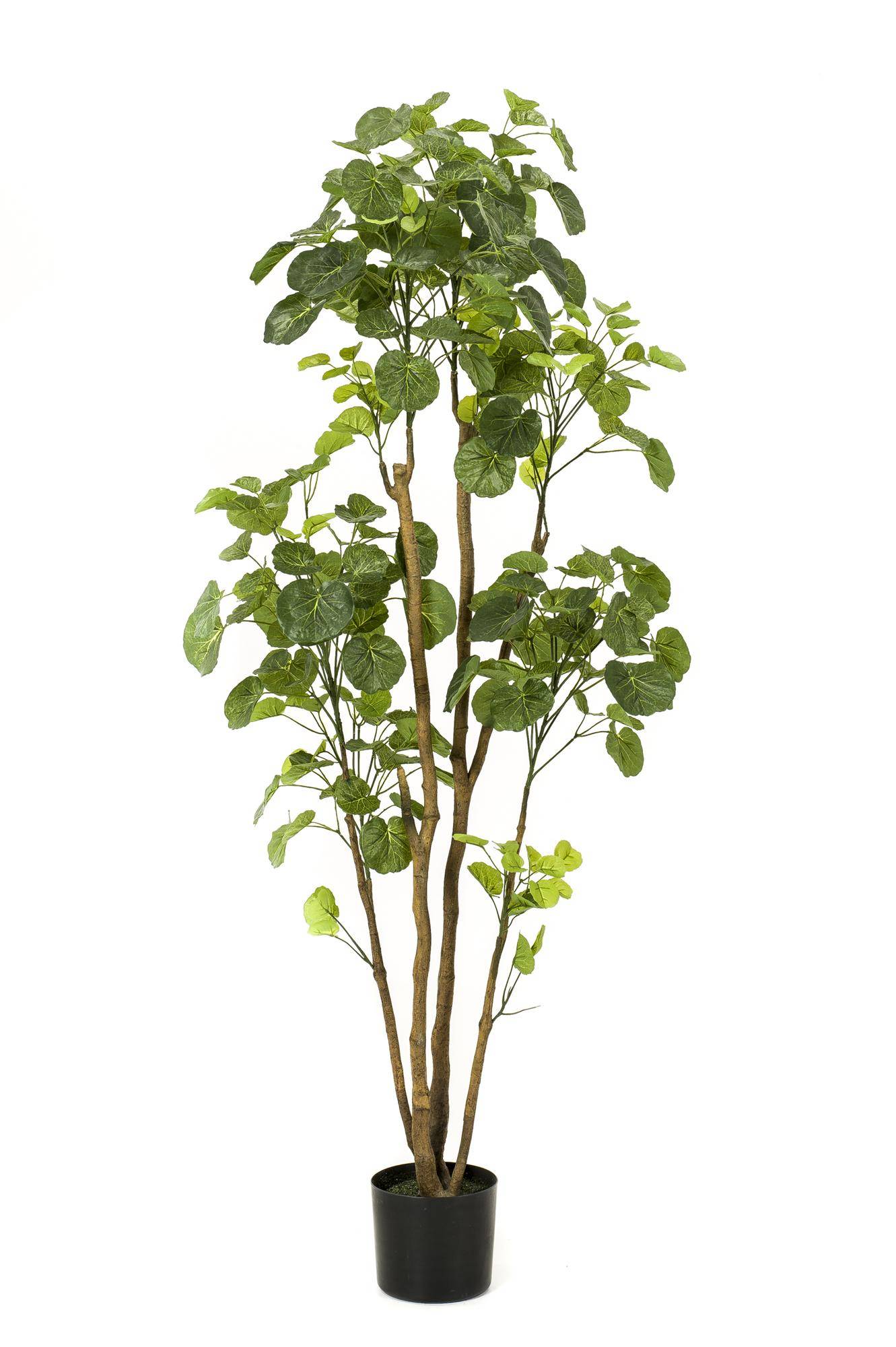 Arbre Artificiel Polyscias Aralia Feuillage Dense Décoration Intérieur 160cm - ComfortXL Green Living - Image 4