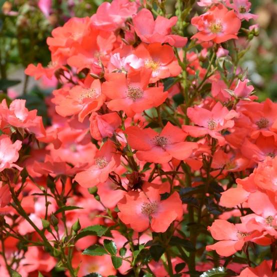Promesse de Fleurs - Rosier Décorosiers Isalia Pot de 4L/5L