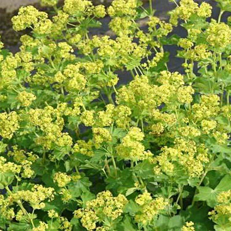 Promesse de Fleurs - Alchemilla epipsila - Alchemille Godet de 8/9 cm