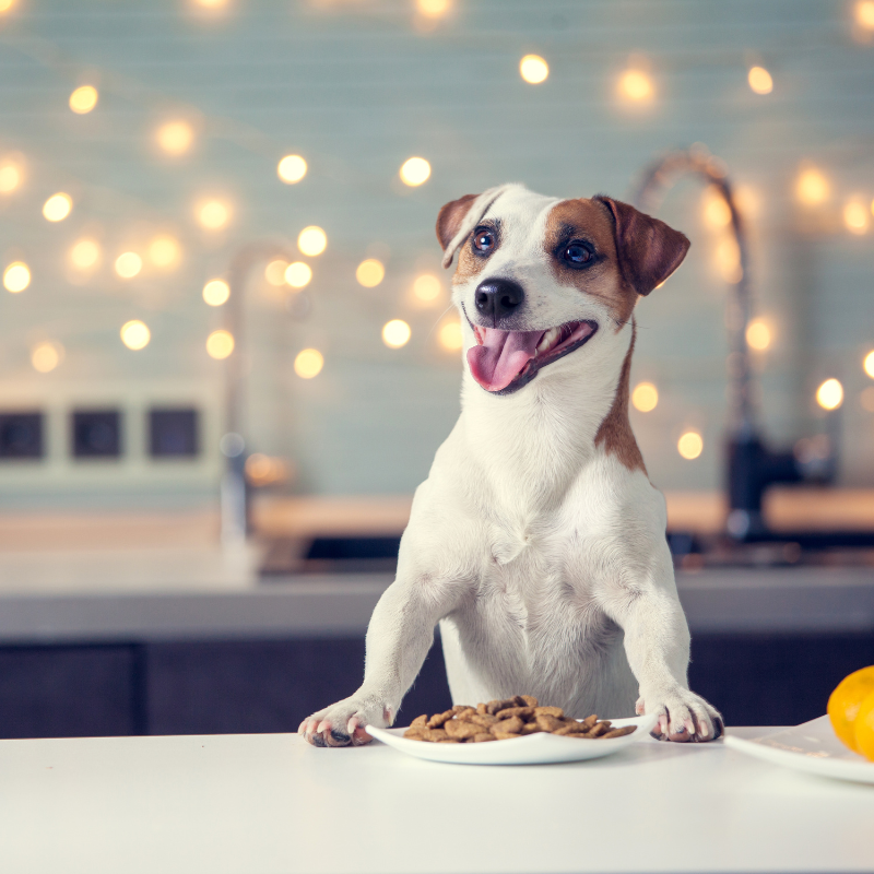 Canichef - Canichef - Croquettes Bio aux Insectes pour Chien - Image 2