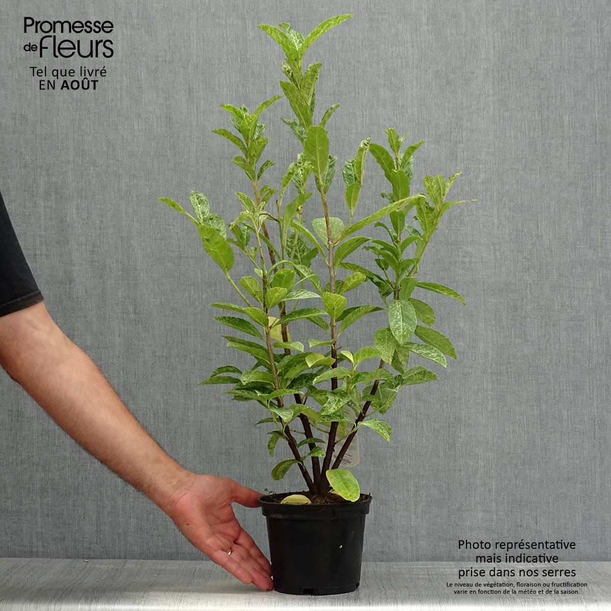 Promesse de Fleurs - Laurier cerise - Prunus laurocerasus Marbled White Pot de 2L/3L - Image 2