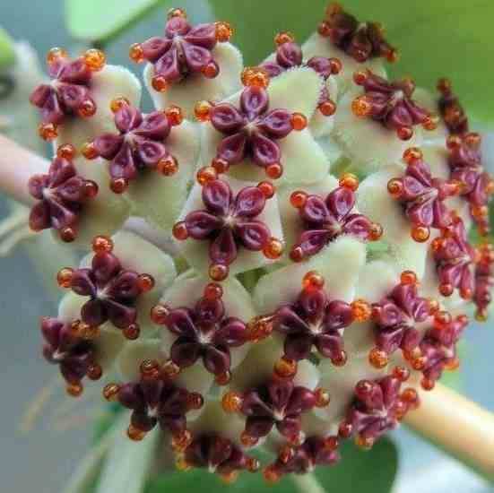 Sans Marque - Hoya kerrii feuille en forme de coeur (Fleur de porcelaine, fleur de cire) Taille:Pot de 2 litres - 20/40 cm - Couleur floraison:blanc et rose - Image 1