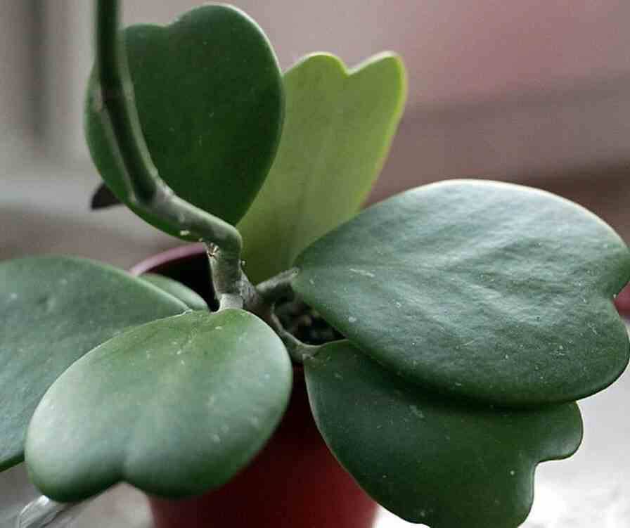 Sans Marque - Hoya kerrii feuille en forme de coeur (Fleur de porcelaine, fleur de cire) Taille:Pot de 2 litres - 20/40 cm - Couleur floraison:blanc et rose - Image 2