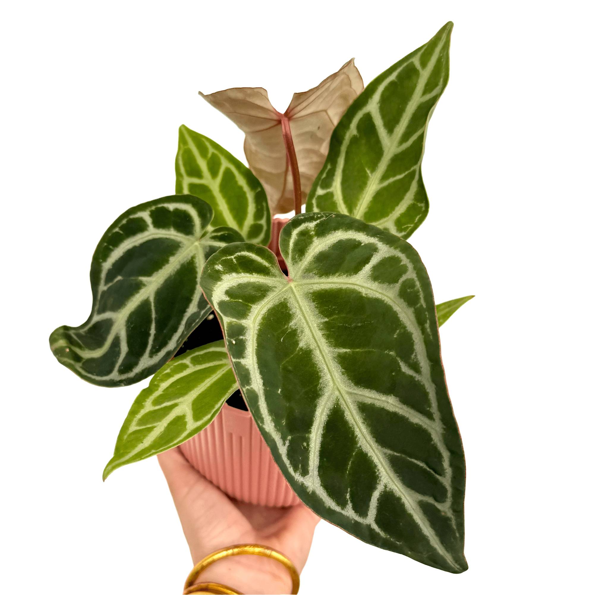 Anthurium 'Snow Queen' - Pot de 12cm - Plantes d'intérieur - Image 1