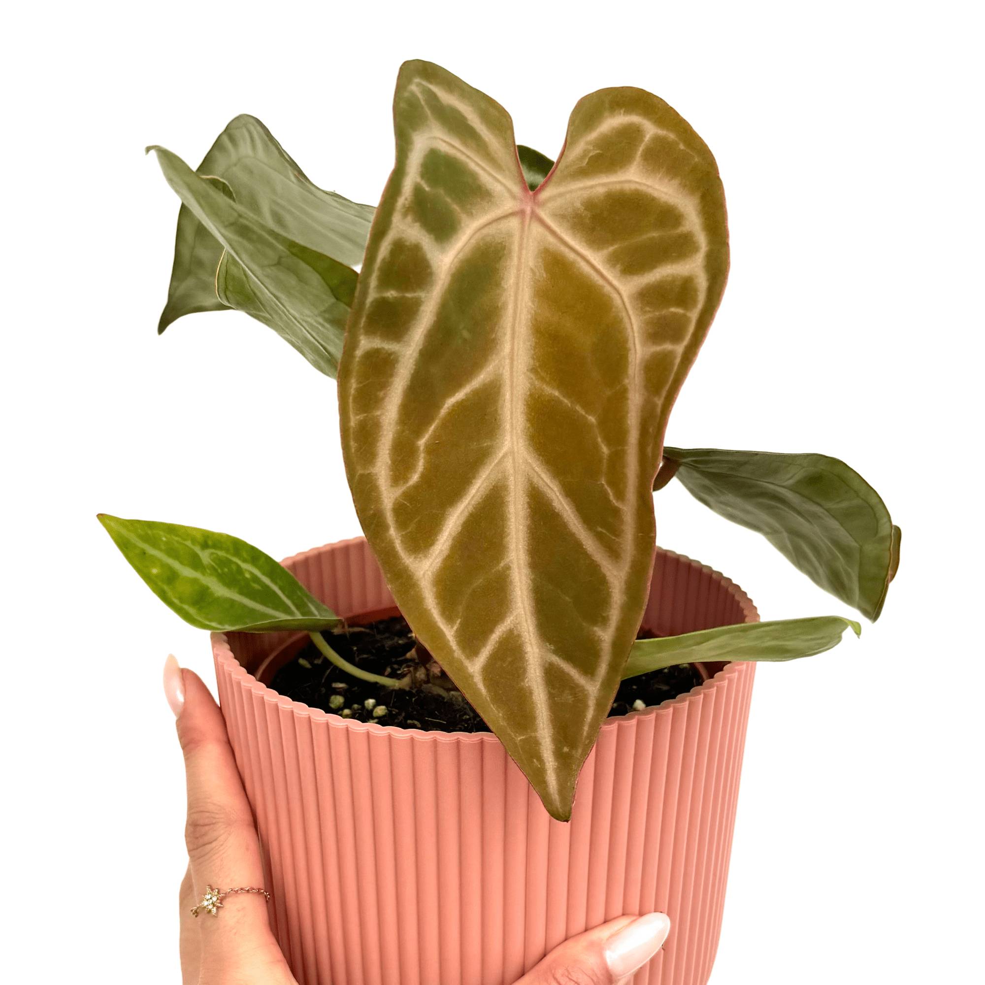 Anthurium 'Snow Queen' - Pot de 12cm - Plantes d'intérieur - Image 2