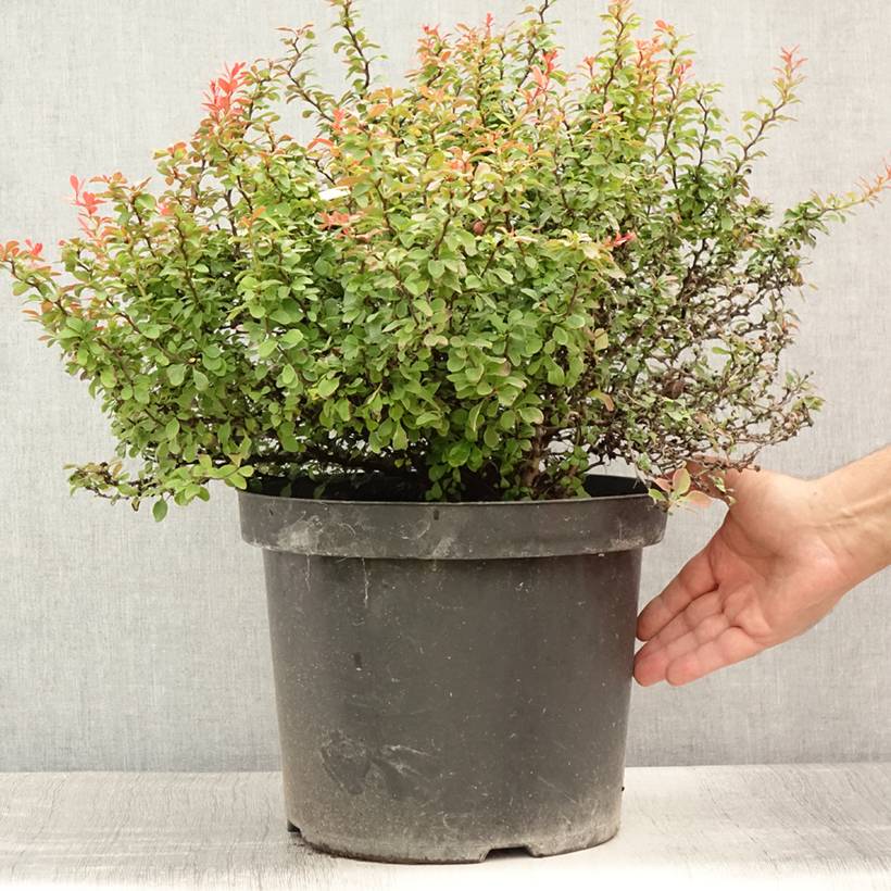 Berberis thunbergii Admiration Pot de 7,5L/10L - Image 2