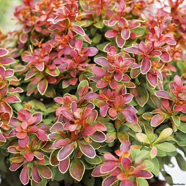 Berberis thunbergii Admiration Pot de 7,5L/10L - Image 1