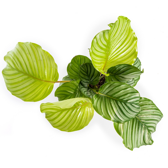 Calathea Orbifolia Ø17 Cm - D17 H40cm - Image 4