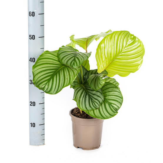 Calathea Orbifolia Ø17 Cm - D17 H40cm - Image 5