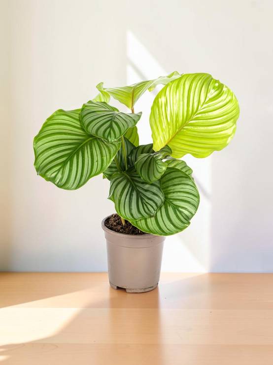 Calathea Orbifolia Ø17 Cm - D17 H40cm - Image 1